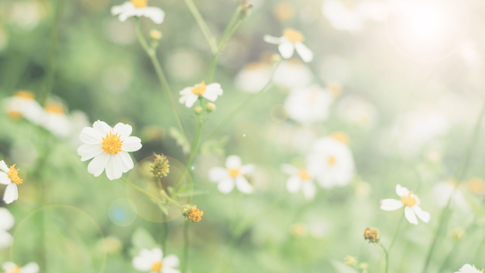 Blommor i svensk natur.